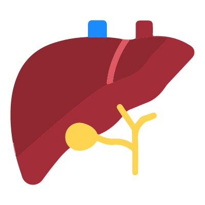 Liver